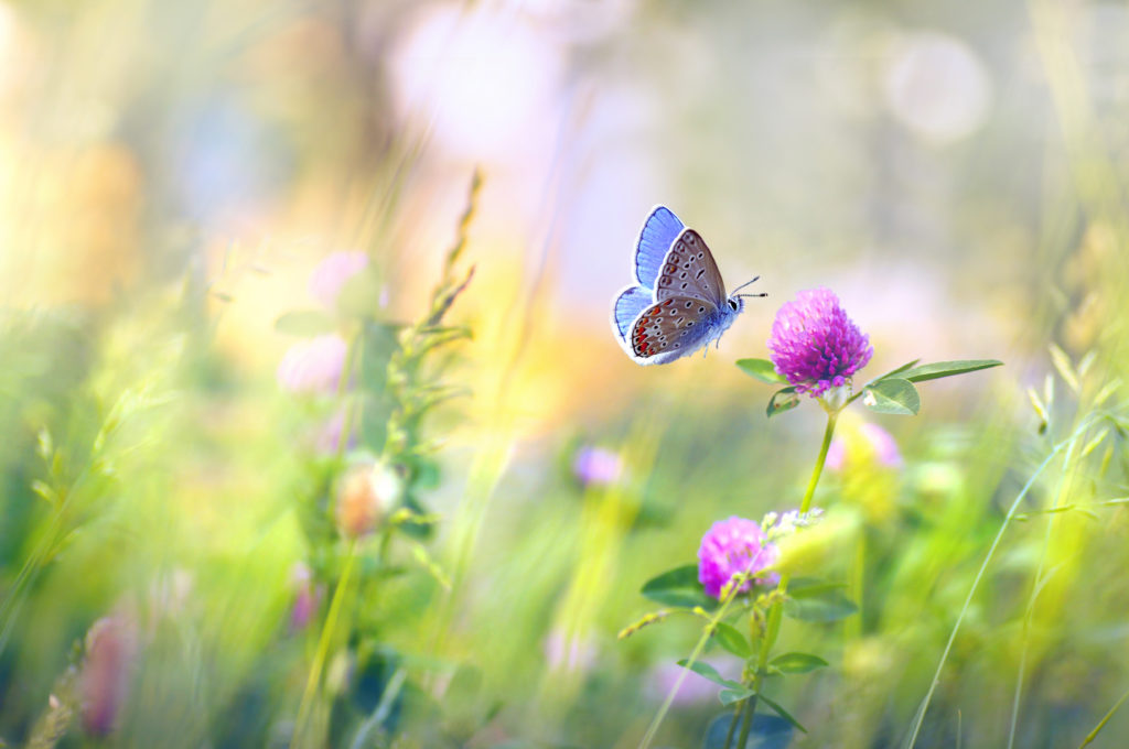 Schmetterling auf einer Blüte – Workshops und Seminare mit Andrea Schmucker