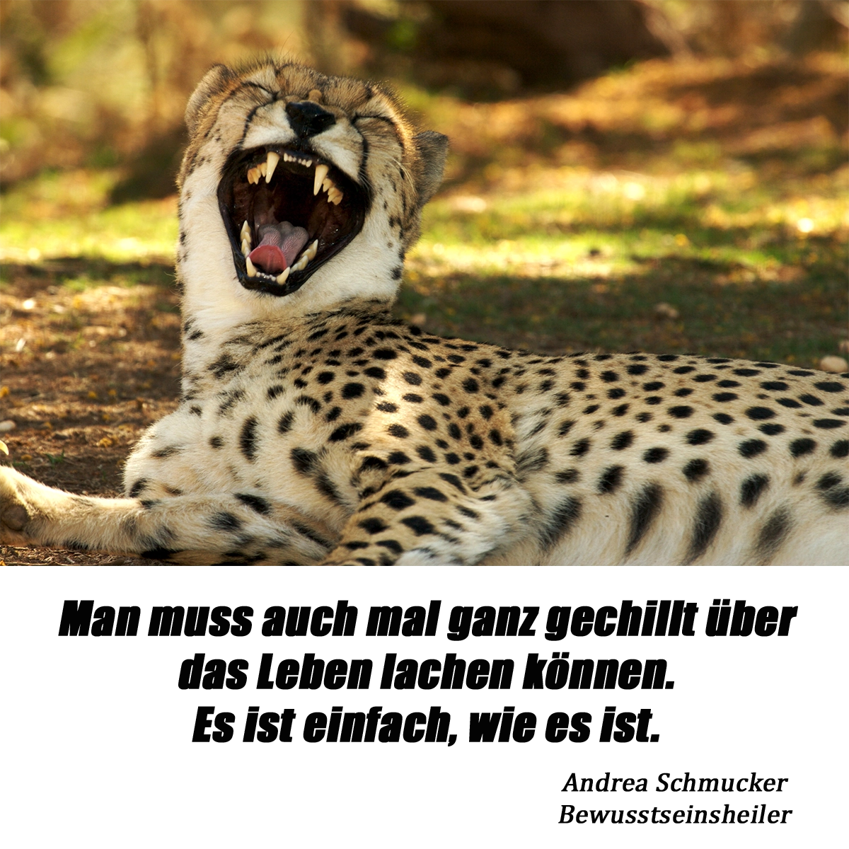 Ein entspannter, lachender Gepard liegt in der Sonne – Symbolbild für einen Blogbeitrag von Andrea Schmucker zum Thema „Über das Leben lachen“ und wie Leichtigkeit den Alltag bereichern kann.