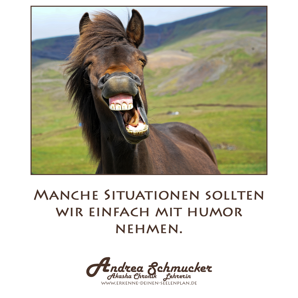 Lachendes Pferd in der Natur als Symbolbild für das Blog-Thema von Andrea Schmucker: Situationen mit Humor nehmen – für mehr Leichtigkeit und Lebensfreude.