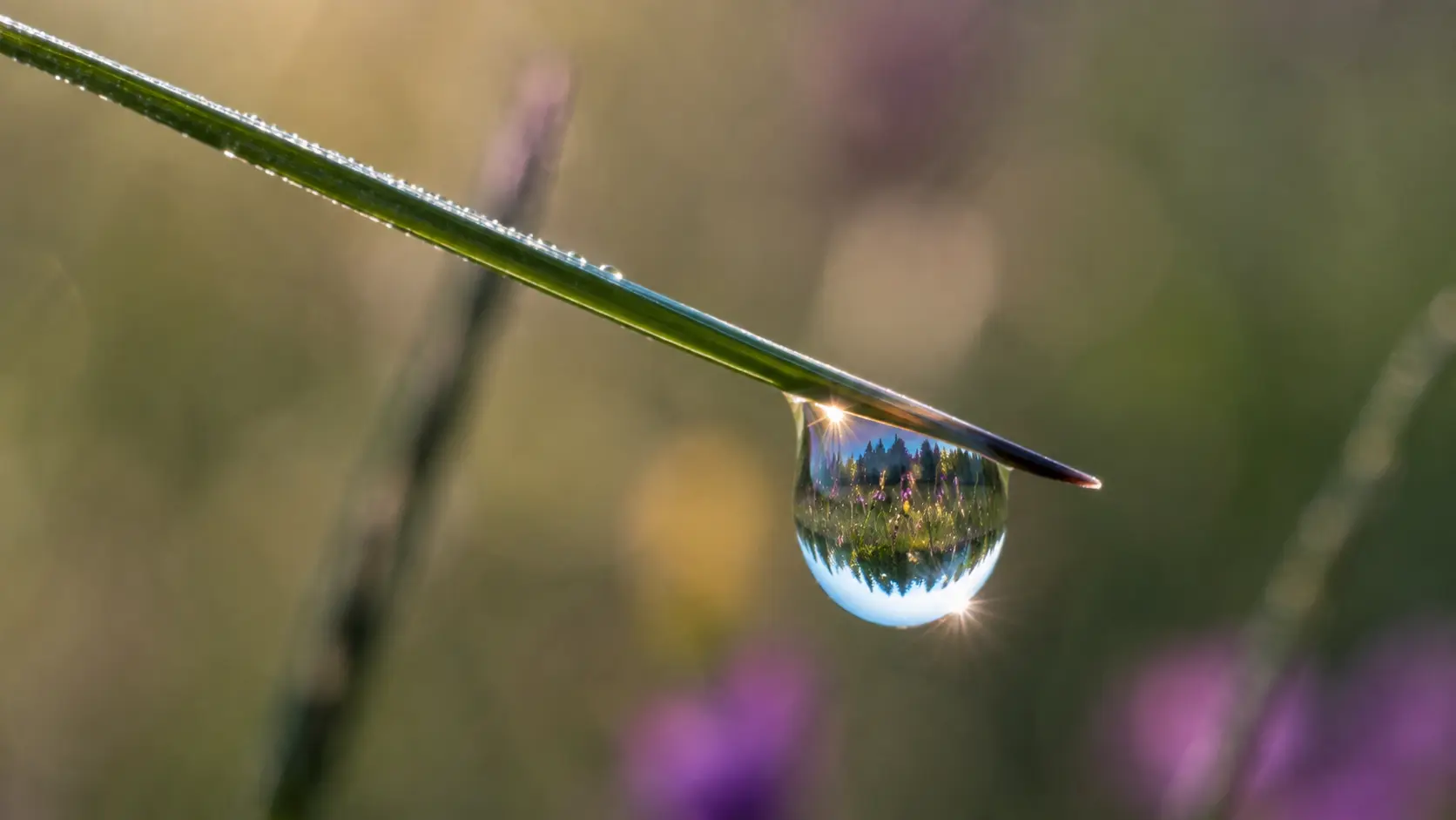 Ein einzelner Tautropfen an einem Grashalm im Morgenlicht, in dem sich die ganze Wiese spiegelt. Sinnbild für Achtsamkeit: ein Augenblick, ganz wahrgenommen.