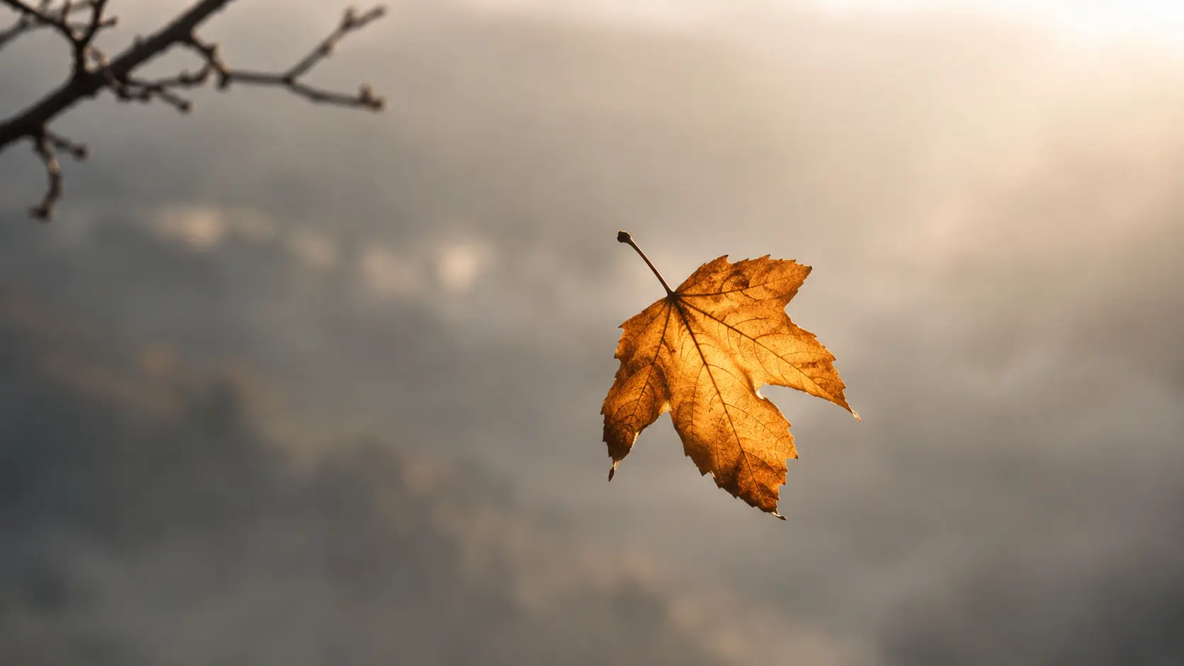 Ein einzelnes goldenes Herbstblatt, das sich vom Zweig gelöst hat und frei in der Luft schwebt, als Sinnbild für das Loslassen