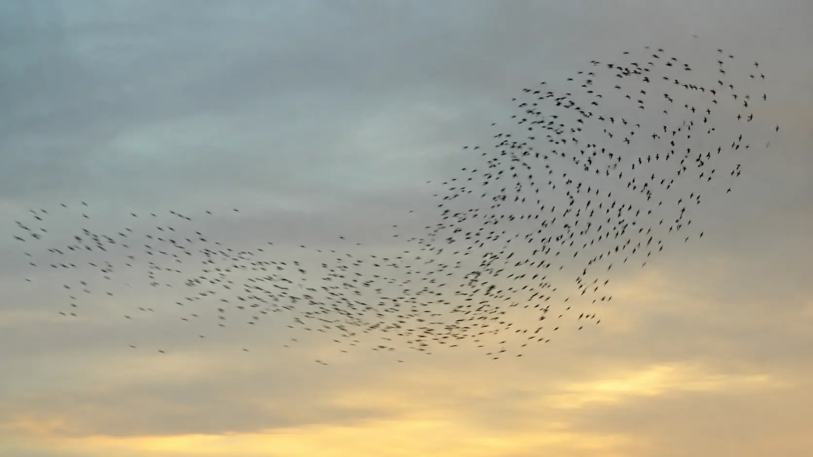 Ein Vogelschwarm dreht in der Dämmerung gemeinsam ab – Sinnbild für das Morphogenetische Feld in der Bewusstseinsarbeit von Andrea Schmucker